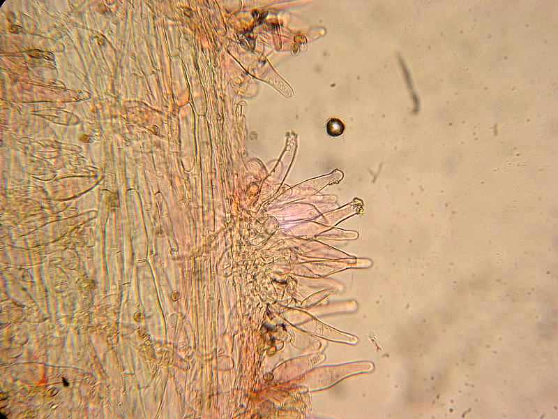 Quale microscopio per studente!